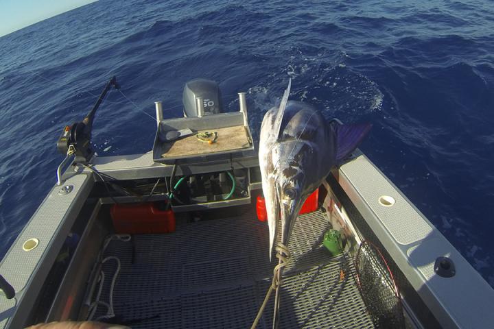 Surtees 495 Pro Fisher