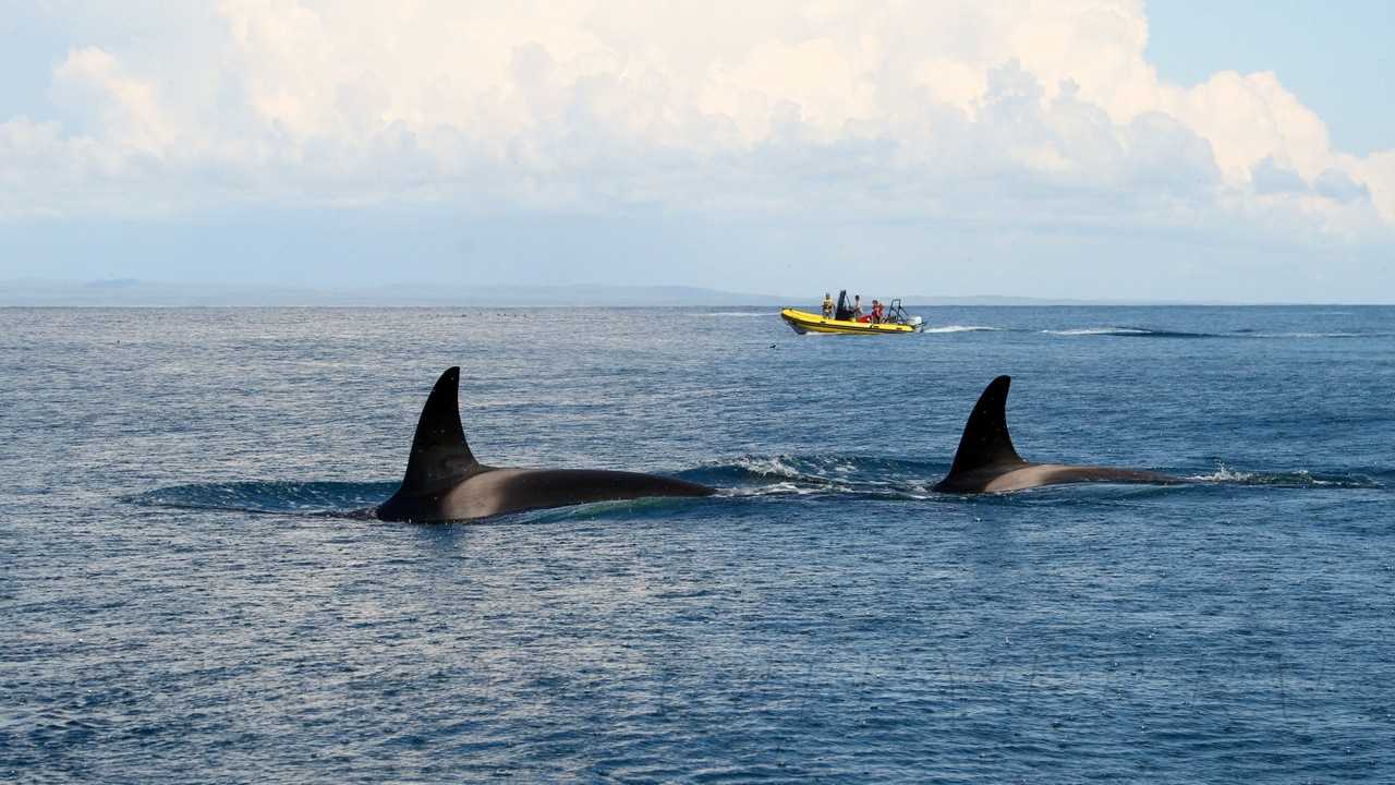 Patrol-650-Orca-1