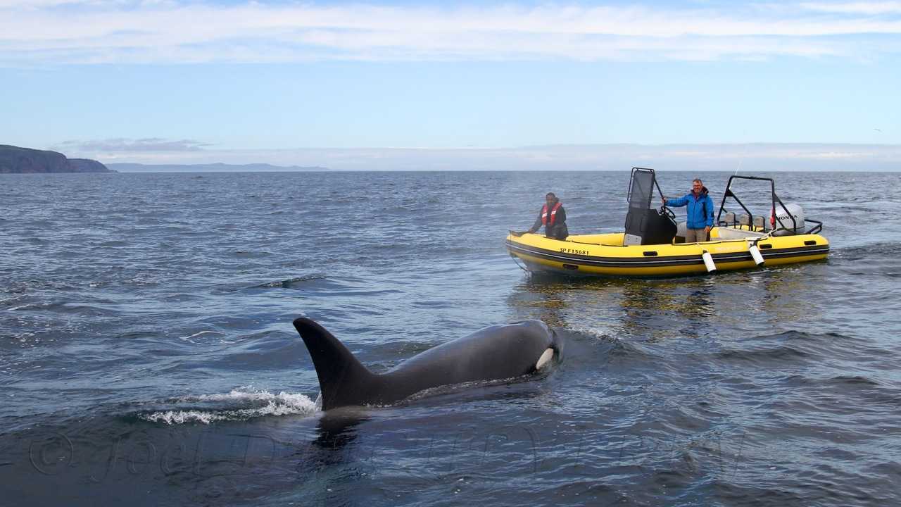 Patrol-650-Orca-8
