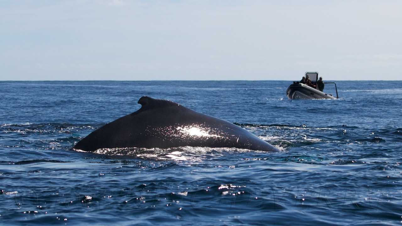 Patrol-650-Orca-9